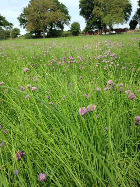 Dorney Court in the Summer