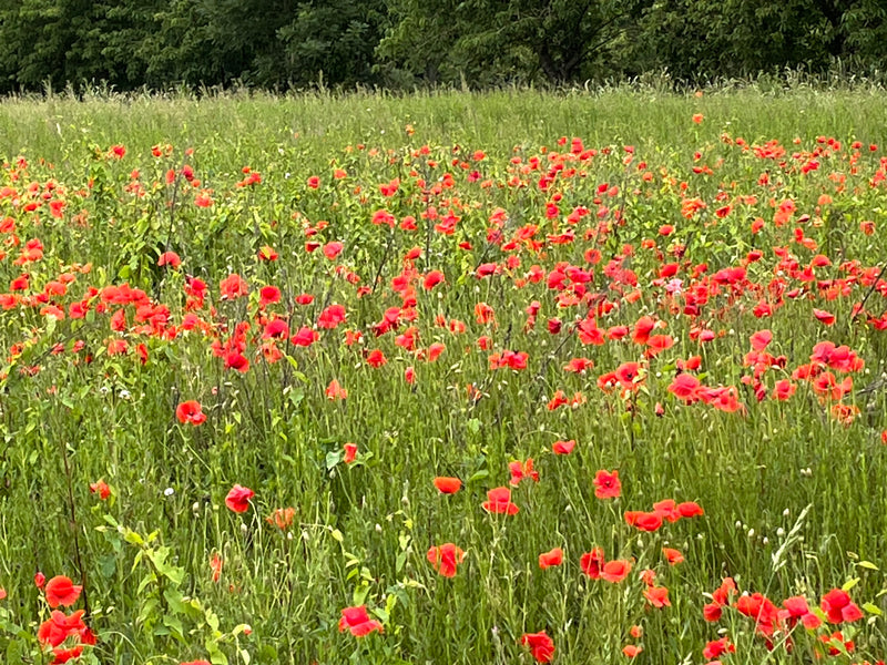 Poppies everwhere!