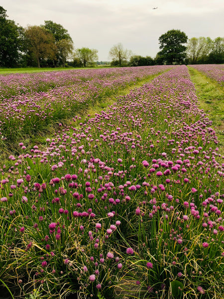 Chives are in full flower at Dorney Court