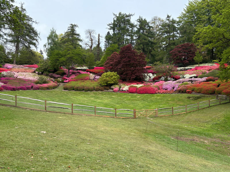 Punch Bowl in Valley Gardens, Windsor Great Park