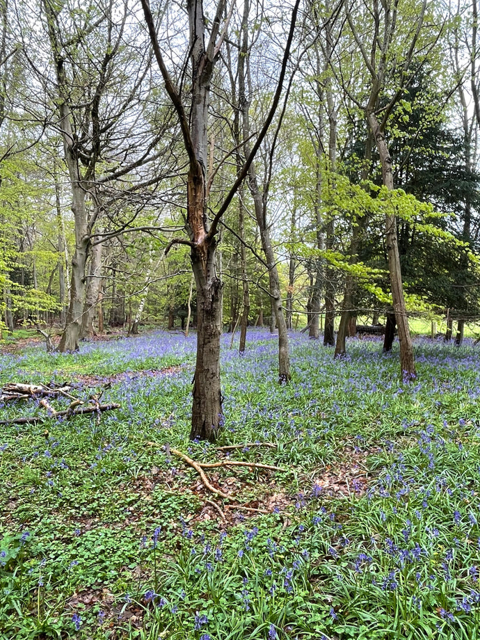 Cliveden House - Bluebell Wood