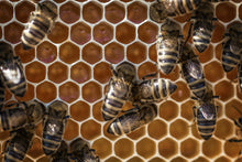 Honey Bees putting honey in the cells on the comb