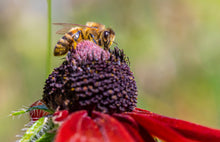 Honey Bee collecting pollen and nectar