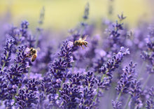 Honey Bee collecting pollen and nectar