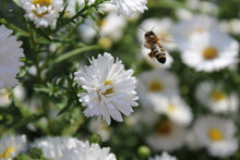 Honey Bee collecting pollen and nectar