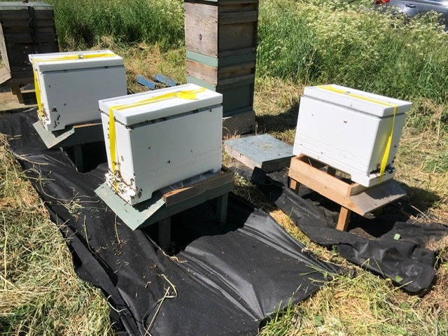 New ‘bees’
