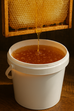 Honey dripping off frame into bucket of honey