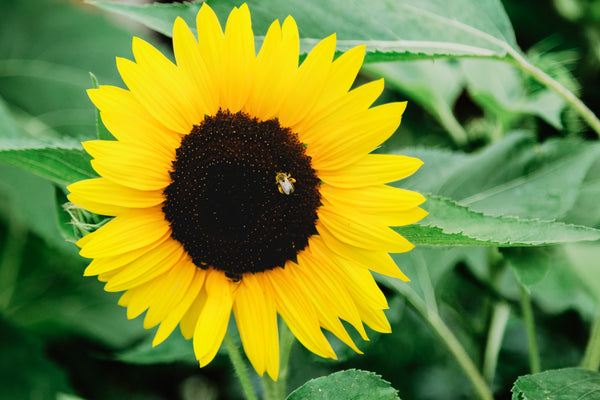 A bee tucks into the dark centre of a sunflower