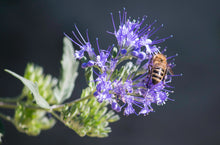 Honey Bee collecting pollen and nectar